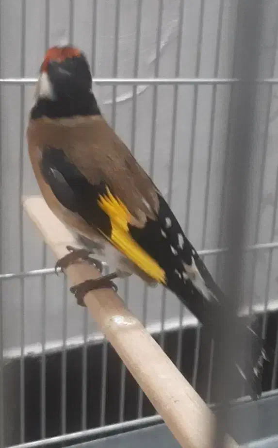 سهره خوش آواز|پرنده|تهران, صد دستگاه|دیوار