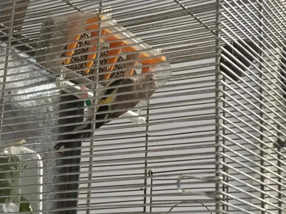 سهره|پرنده|کهریزک, |دیوار