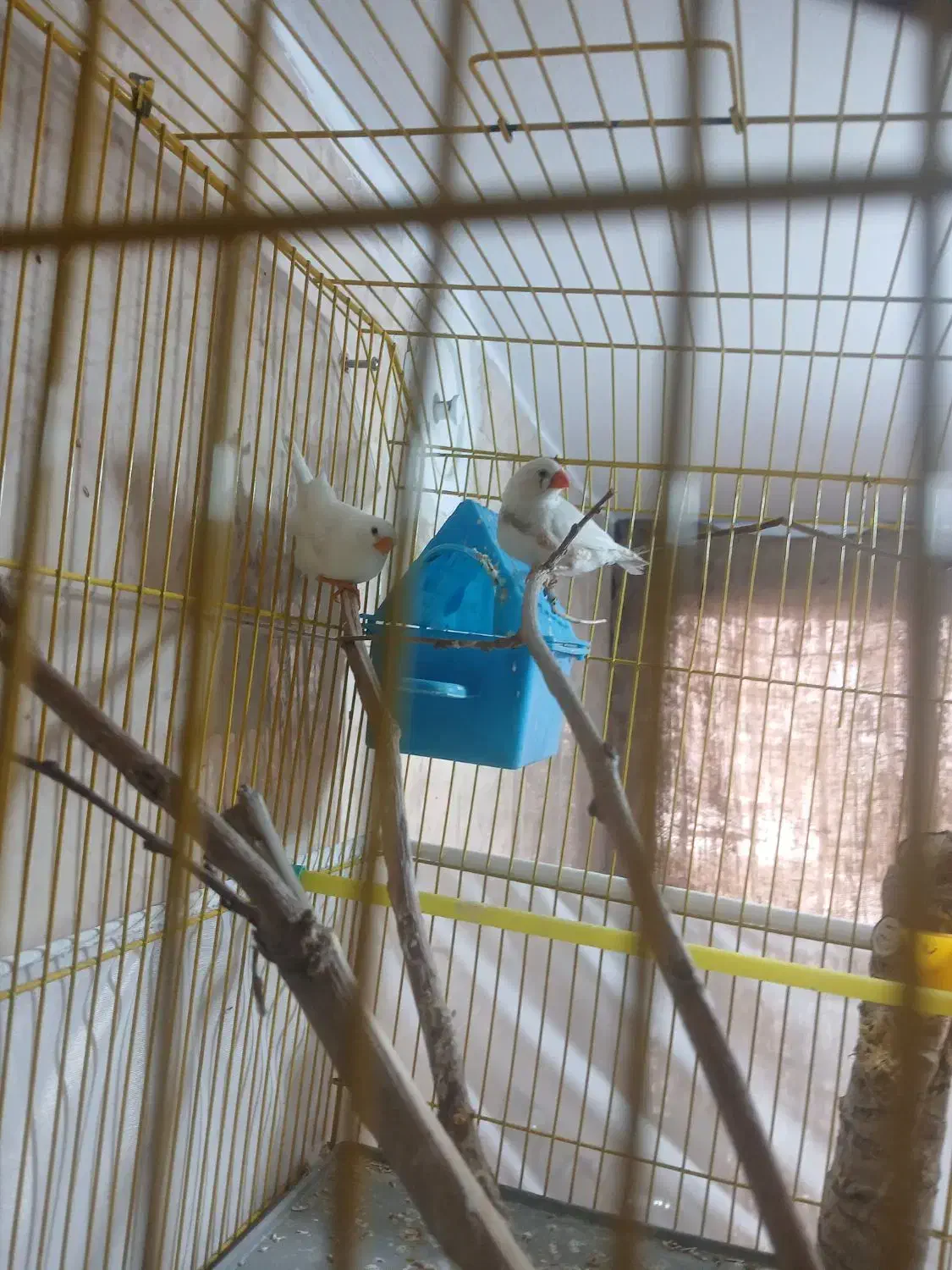 جفت فنچ زبرا|پرنده|تهران, تسلیحات|دیوار