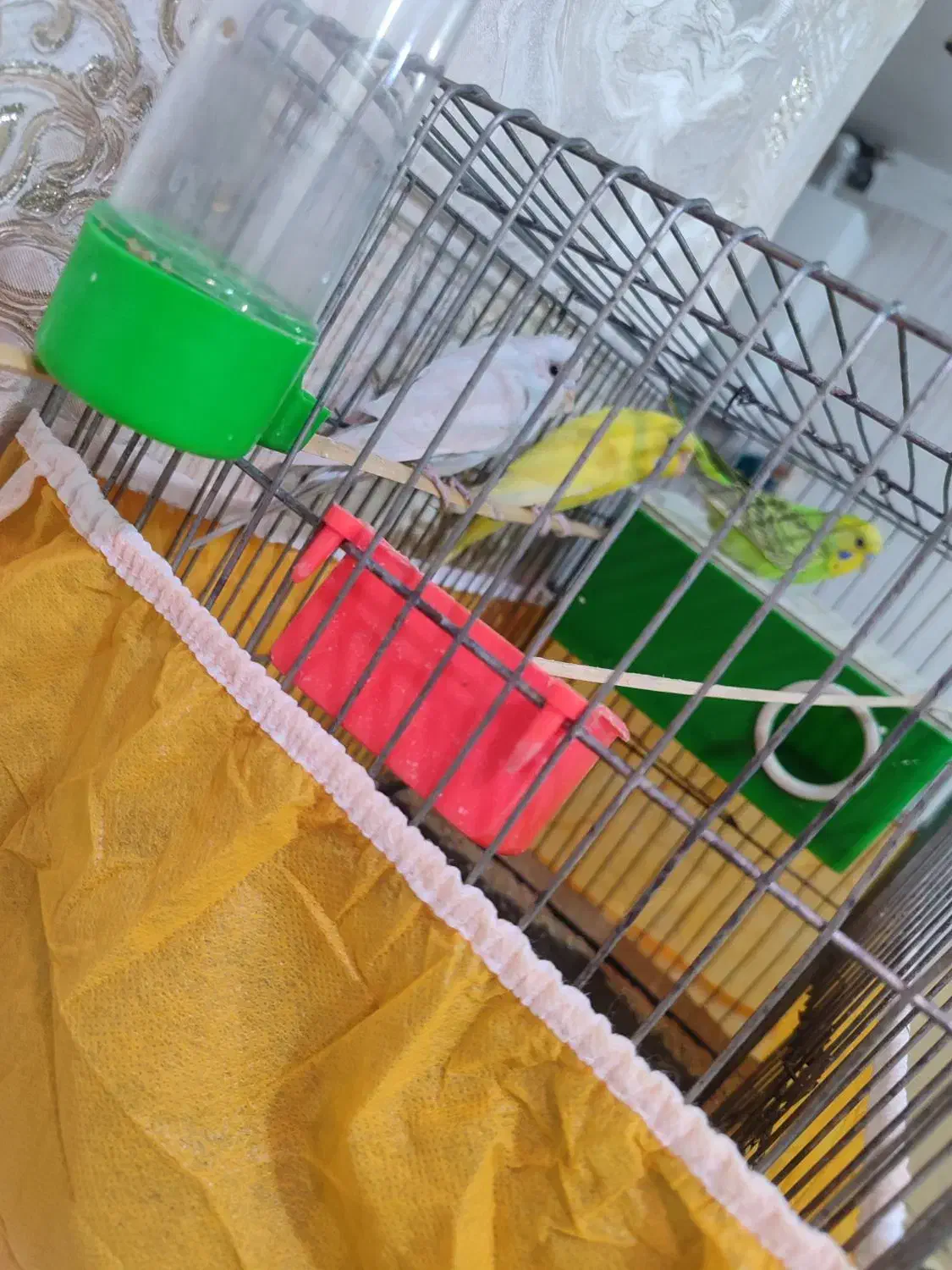 یک جفت مرغ عشق و جوجشون|پرنده|اهواز, فتح|دیوار