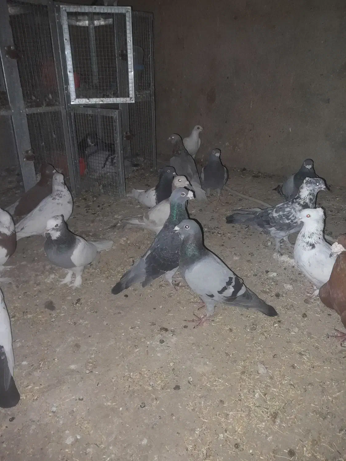 35عدد کفتر نر ماد داخلش بگیری دونی 200|پرنده|مرودشت, نقش رستم|دیوار