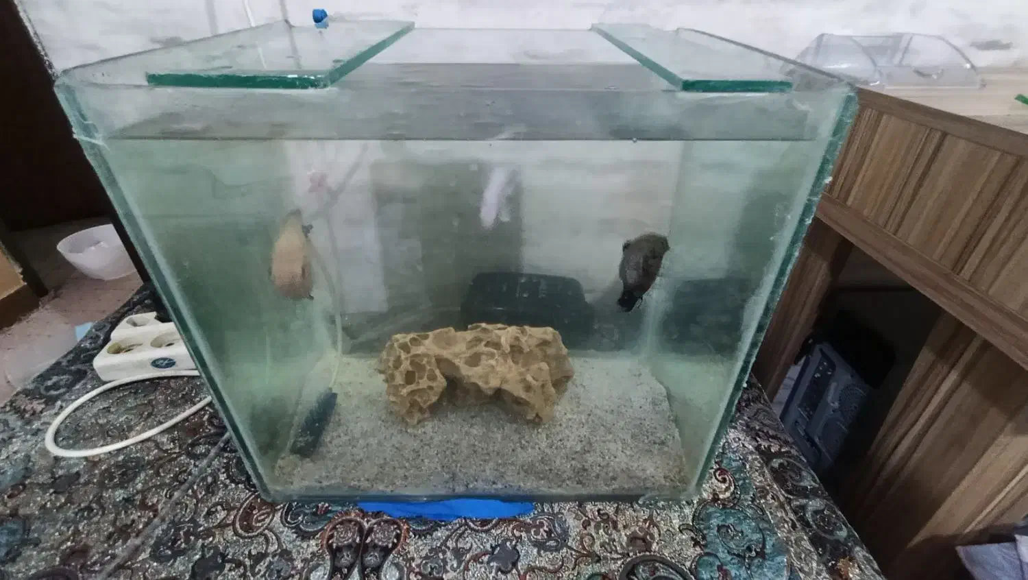 ماهی.|ماهی|دوگنبدان, |دیوار