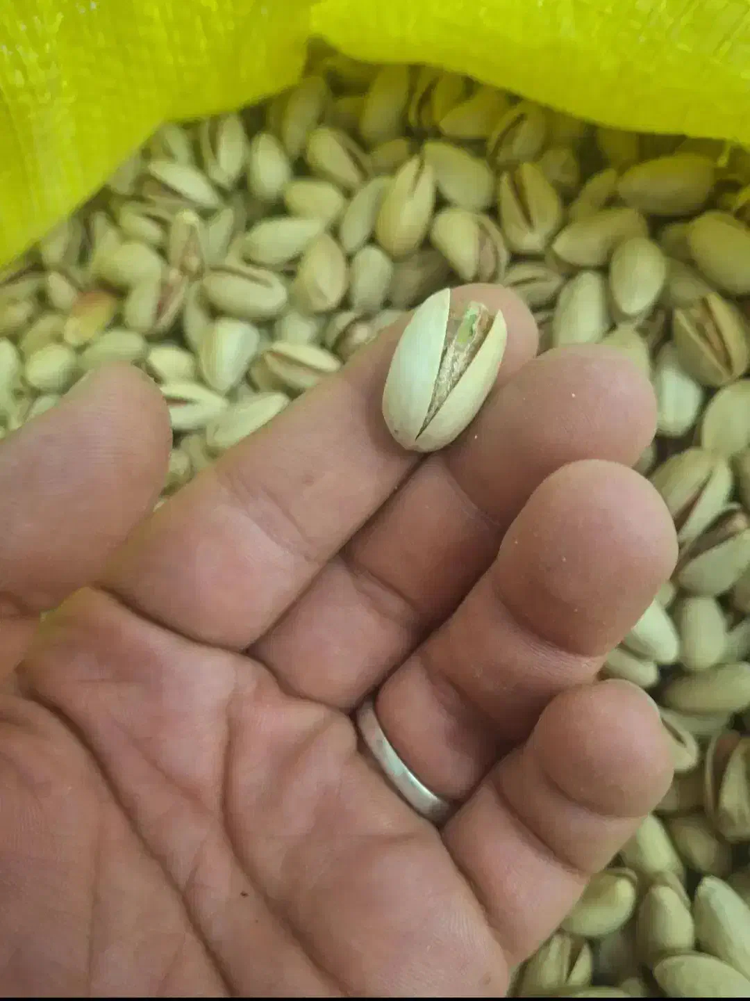 ۱۲۰۰|خوردنی و آشامیدنی|کویرات, |دیوار