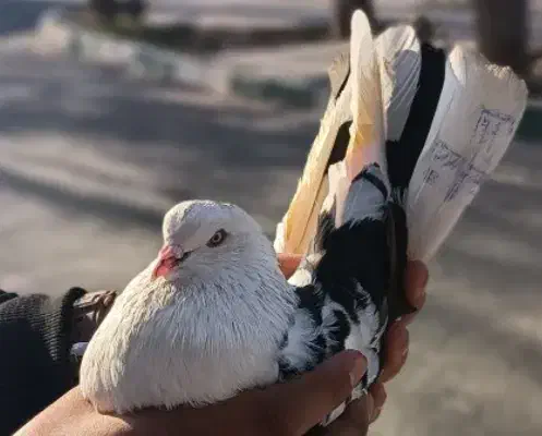 گمشده|حیوانات|شهریار, یوسف آباد صیرفی|دیوار