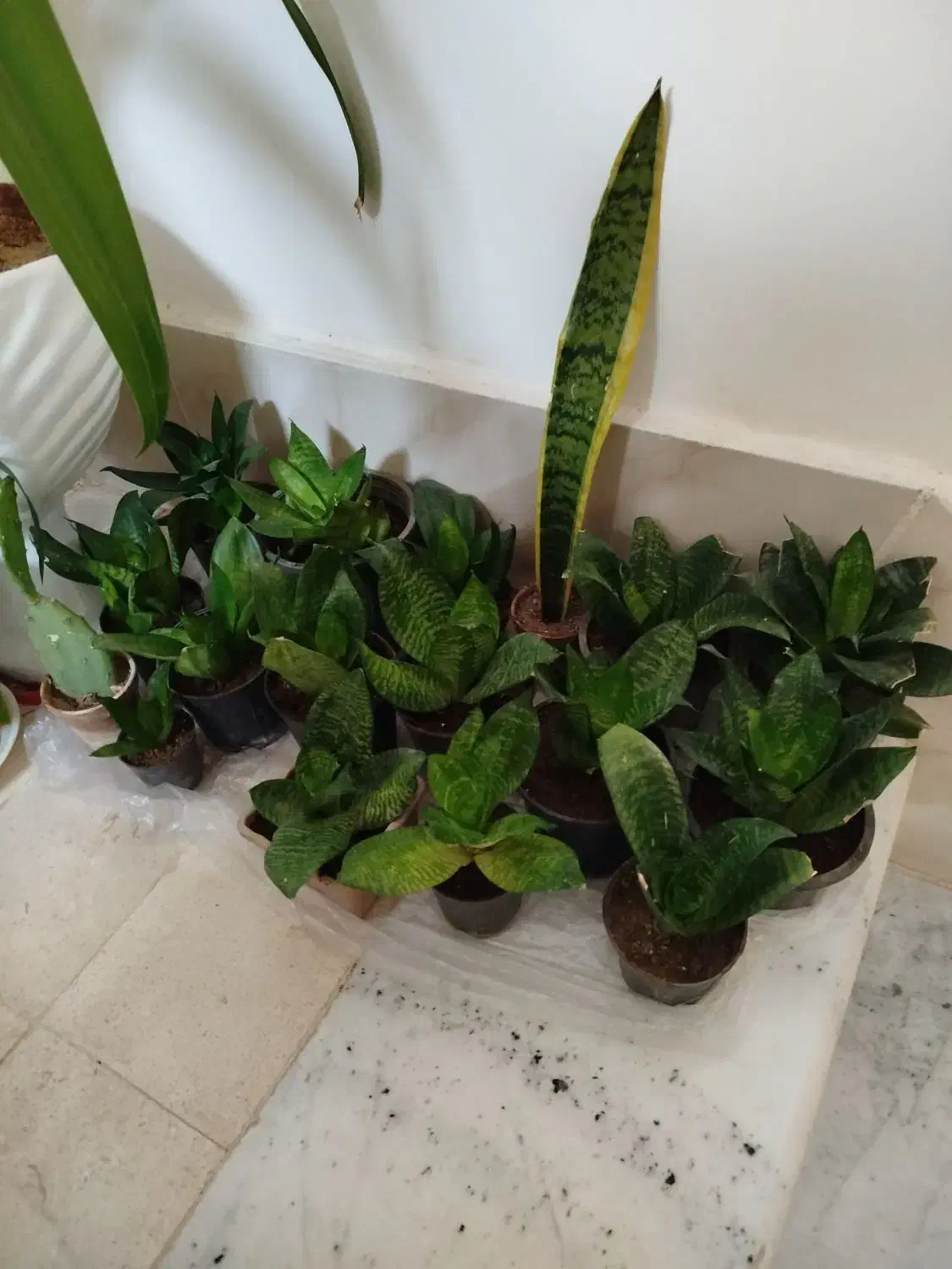 گل سانسوریا کوتاه|گل و گیاه طبیعی|سبزوار, امیریه|دیوار