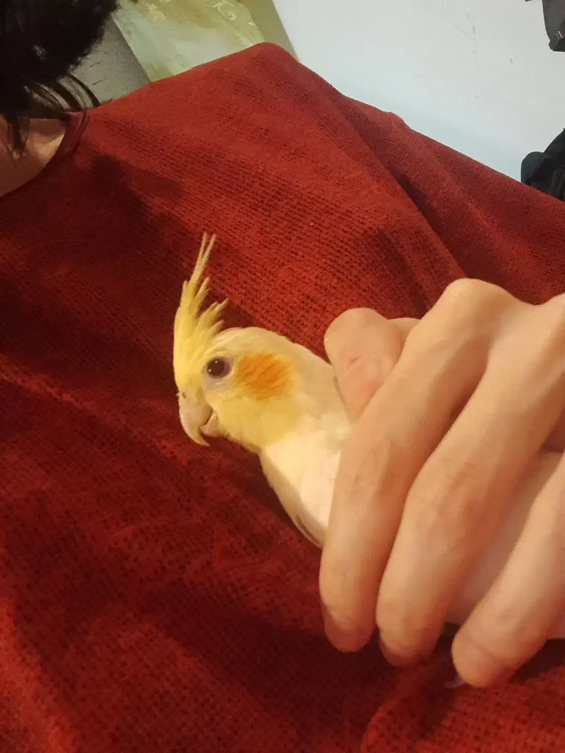 عروس هلندی لوتینو|پرنده|رشت, امین الضرب|دیوار