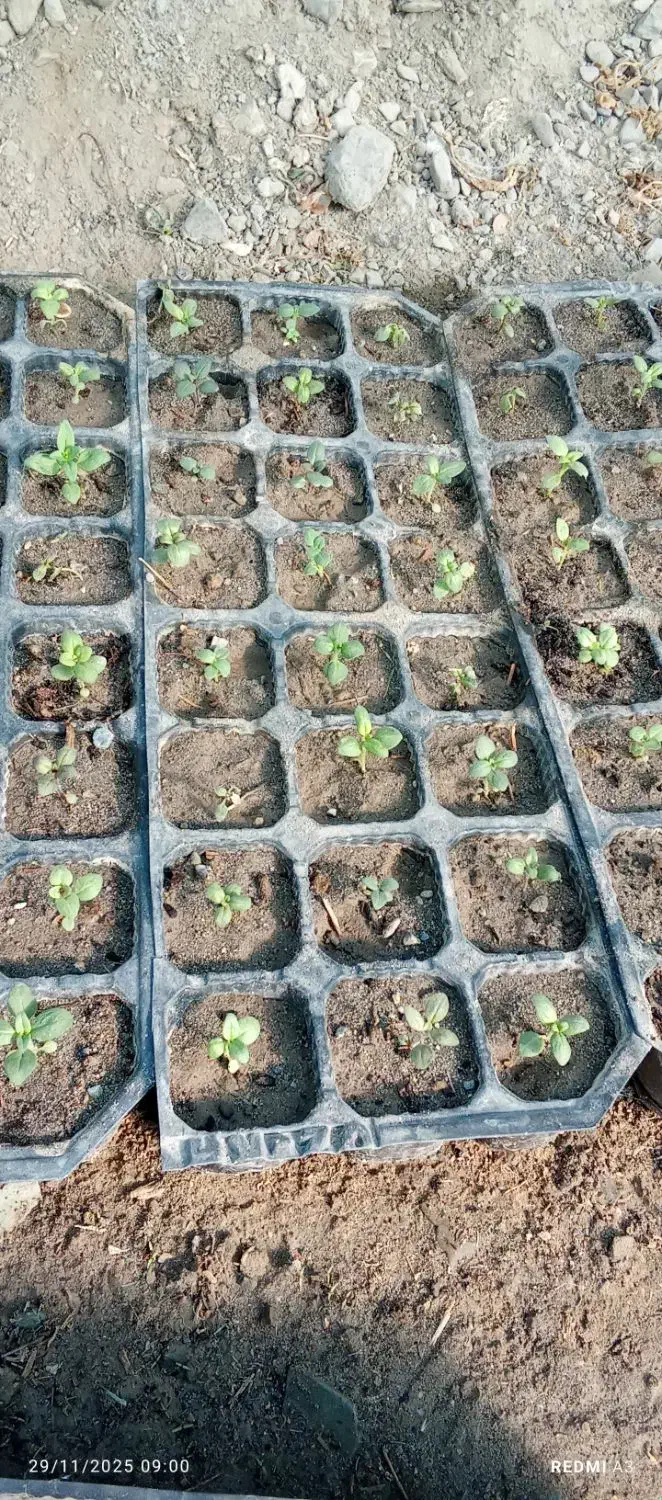 ۵عددسینینهالگلمیمونیپابلند|گل و گیاه طبیعی|جیرفت, |دیوار