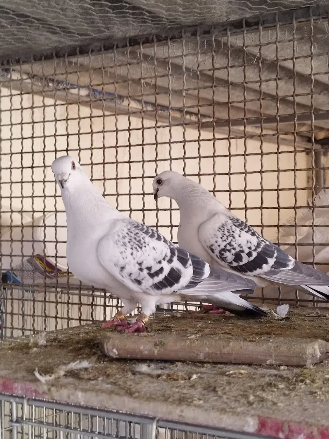 شامی|پرنده|باغ بهادران, |دیوار