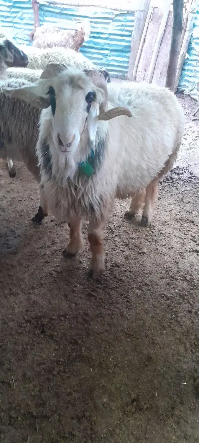 حیوان|حیوانات مزرعه|مارگون, |دیوار