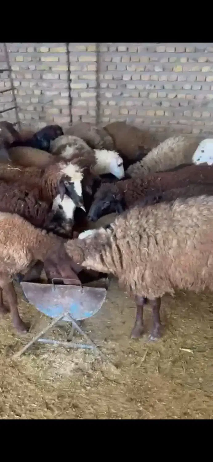 بره نر ماده|حیوانات مزرعه|گنبد کاووس, |دیوار