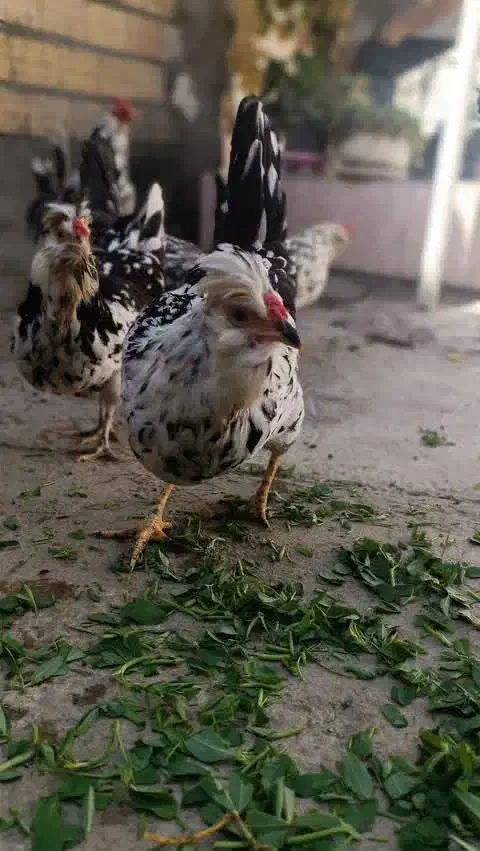 تخم مرغ گلین|حیوانات مزرعه|نهاوند, |دیوار