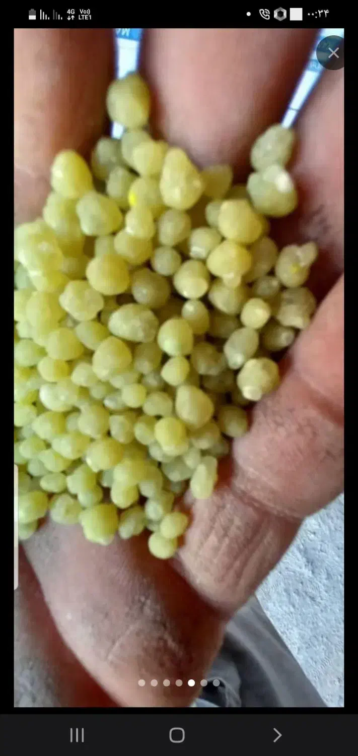 کود شیمیایی دی آمونیوم راضی|گل و گیاه طبیعی|شهرکرد, |دیوار