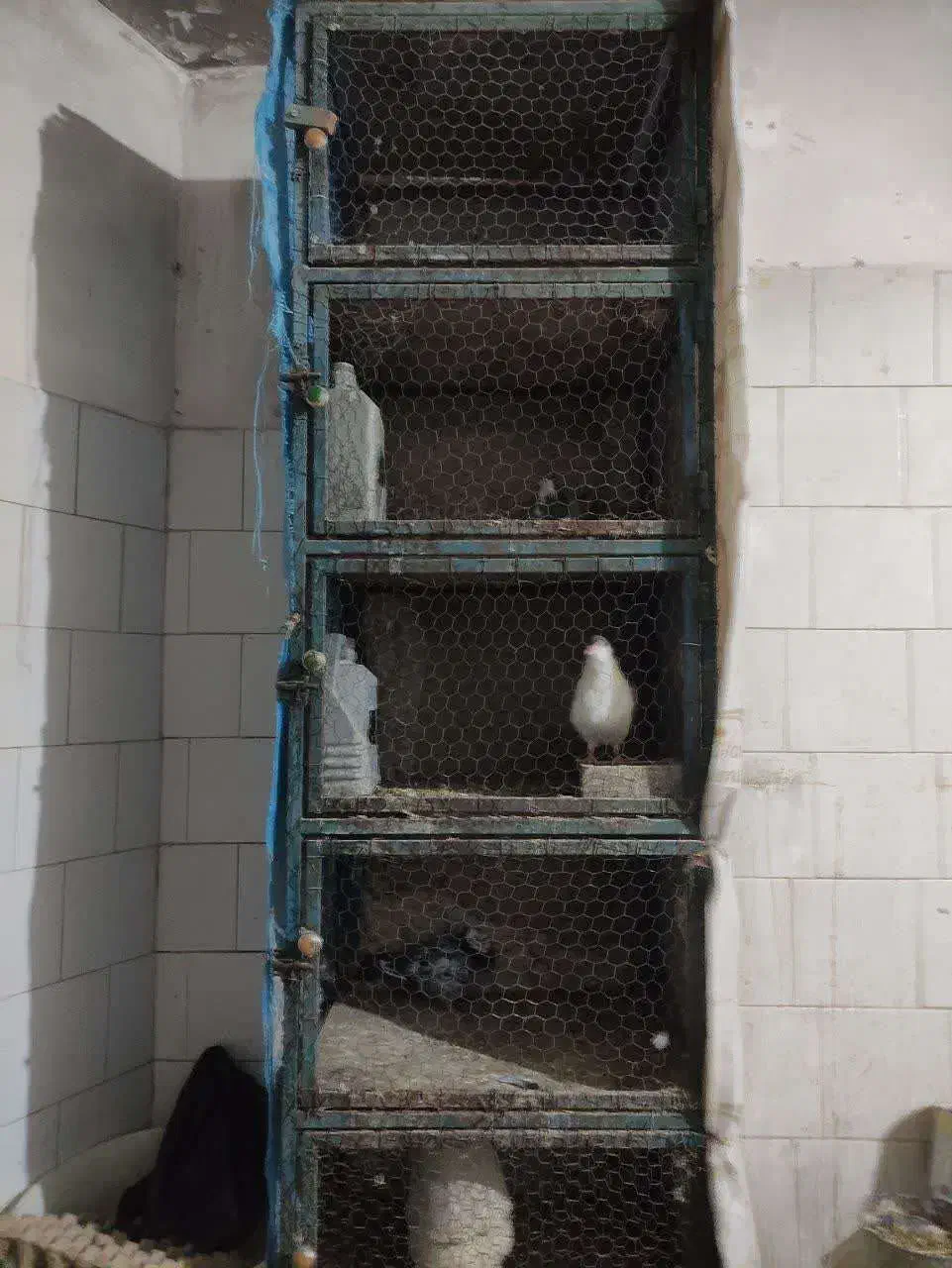 قفس|لوازم جانبی حیوانات|اصفهان, لیمجیر|دیوار