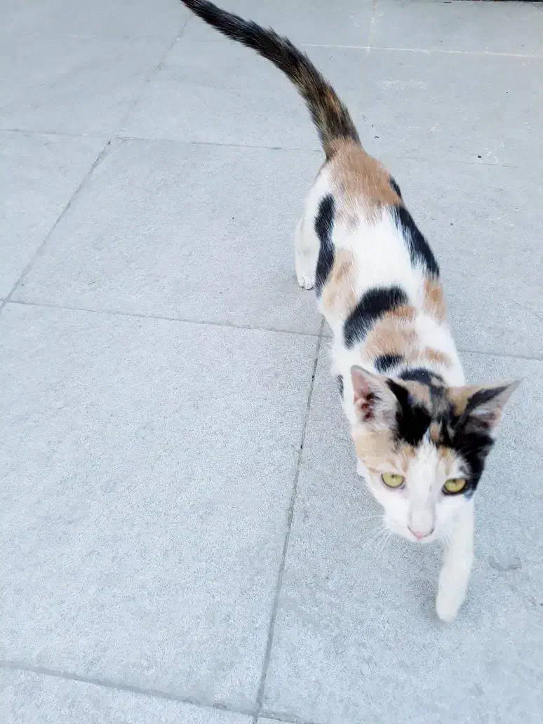 واگذاری گربه اهلی|گربه|بهبهان, |دیوار