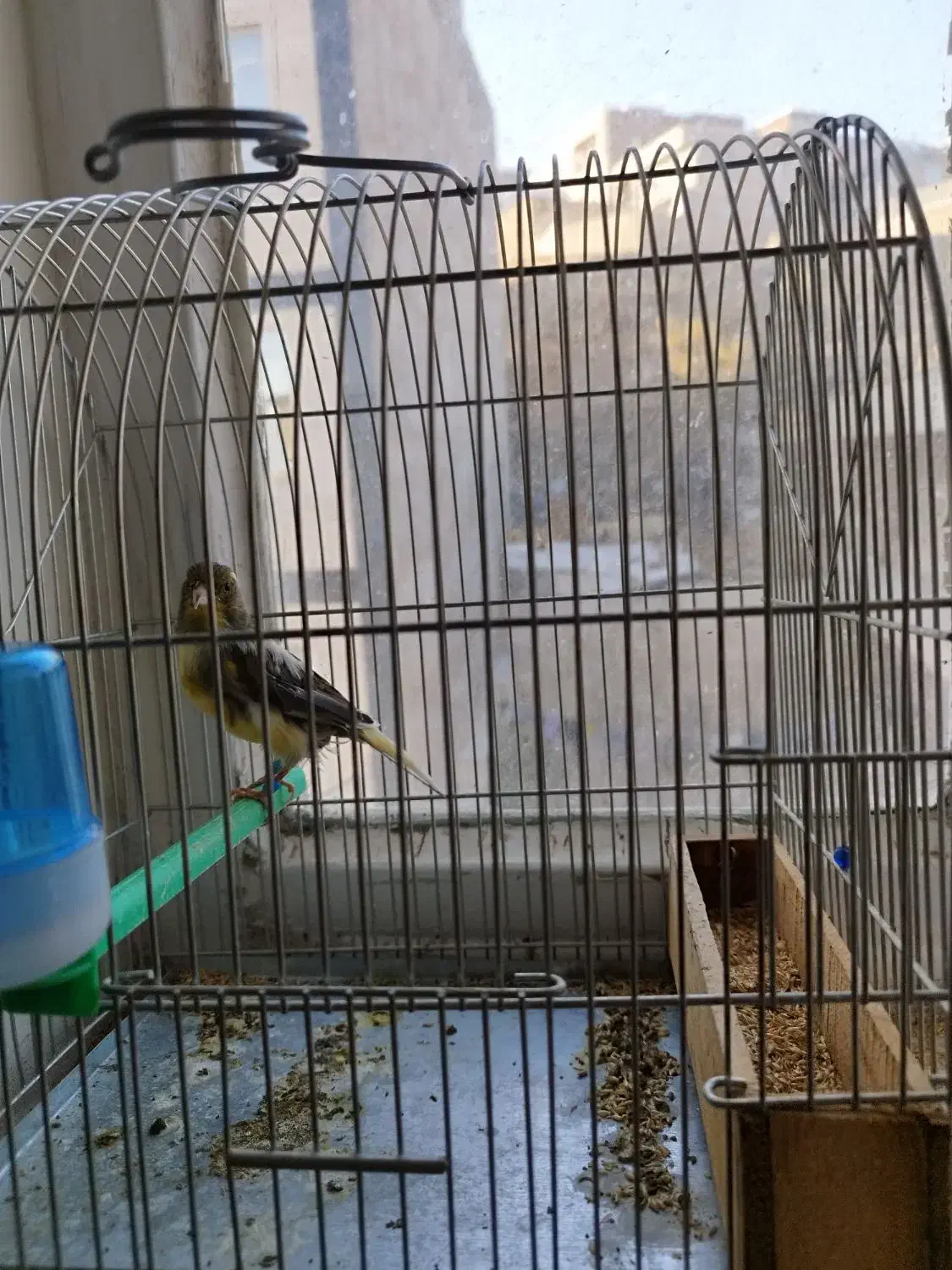 قناری مست|پرنده|سنندج, |دیوار