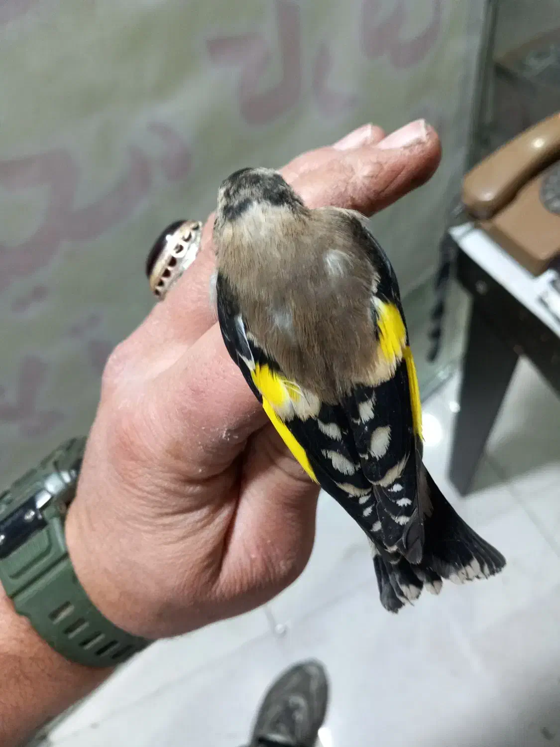 ۳ عدد جوجه نیم رنگ قفس|پرنده|کرج, حصارک بالا|دیوار