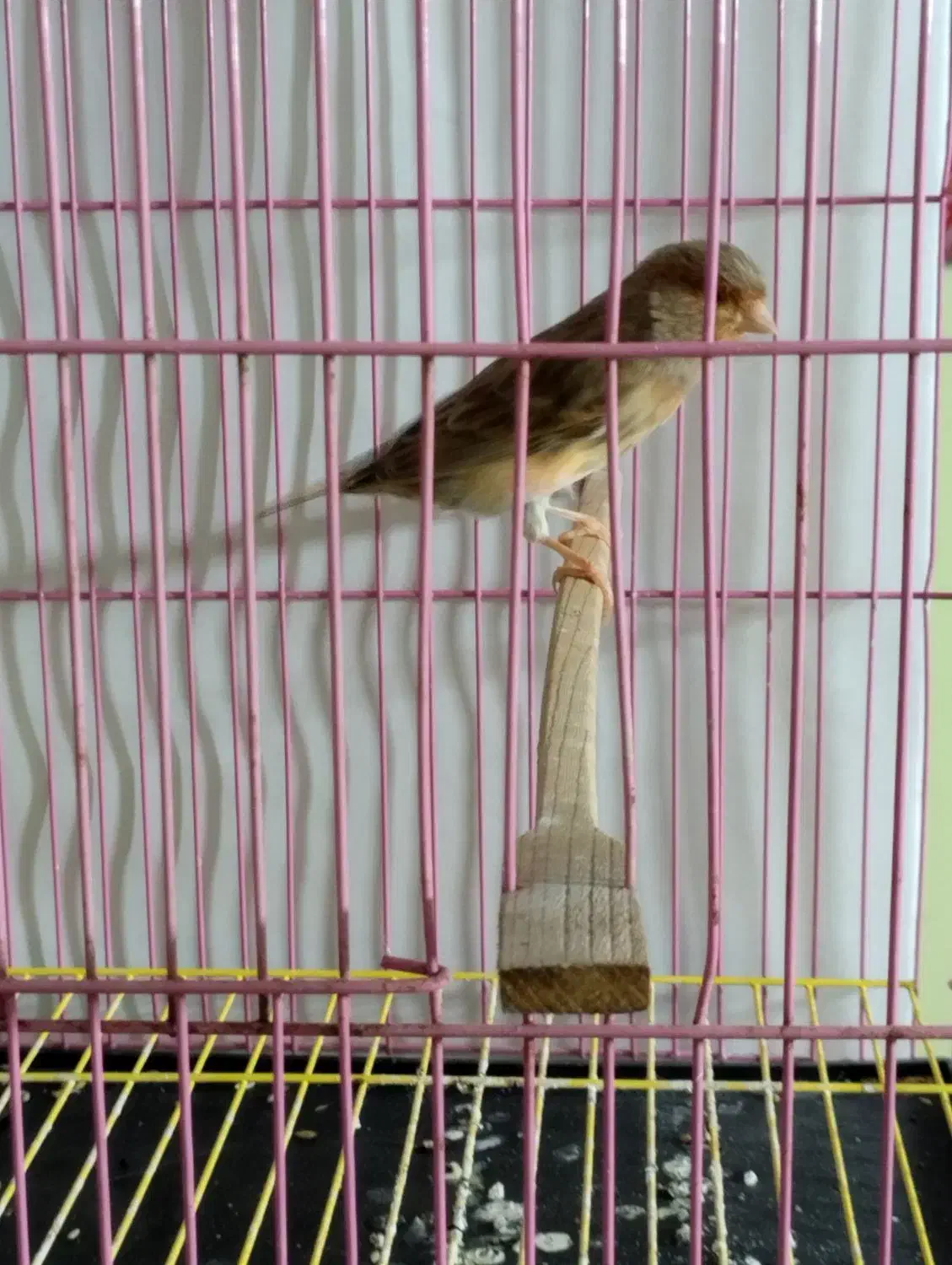 قناری سالم|پرنده|لنگرود, |دیوار