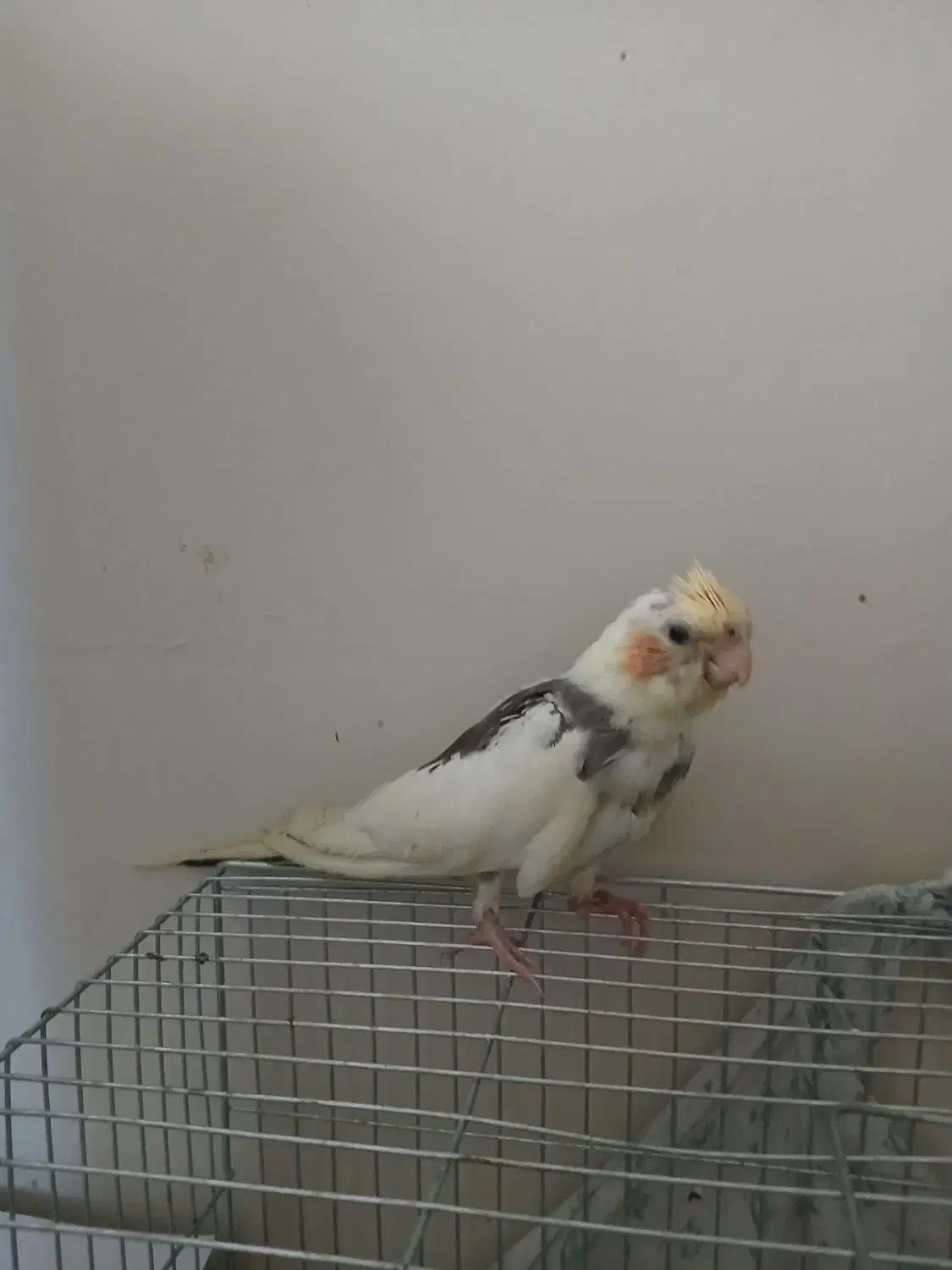 جوجه عروس|پرنده|ری, سیزده آبان|دیوار