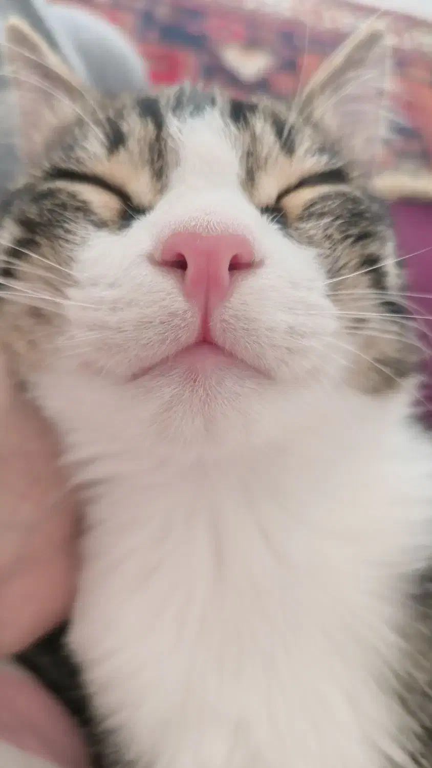 واگذاری گربه|گربه|اردبیل, |دیوار