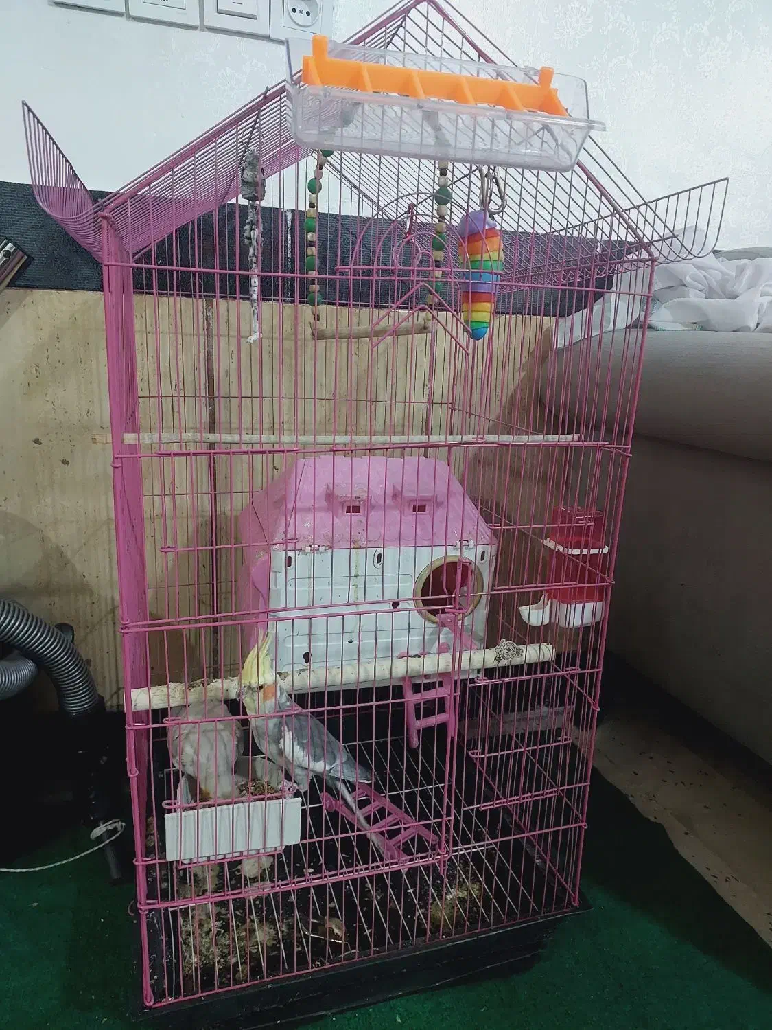 عروس هلندی|پرنده|کوه چنار, |دیوار