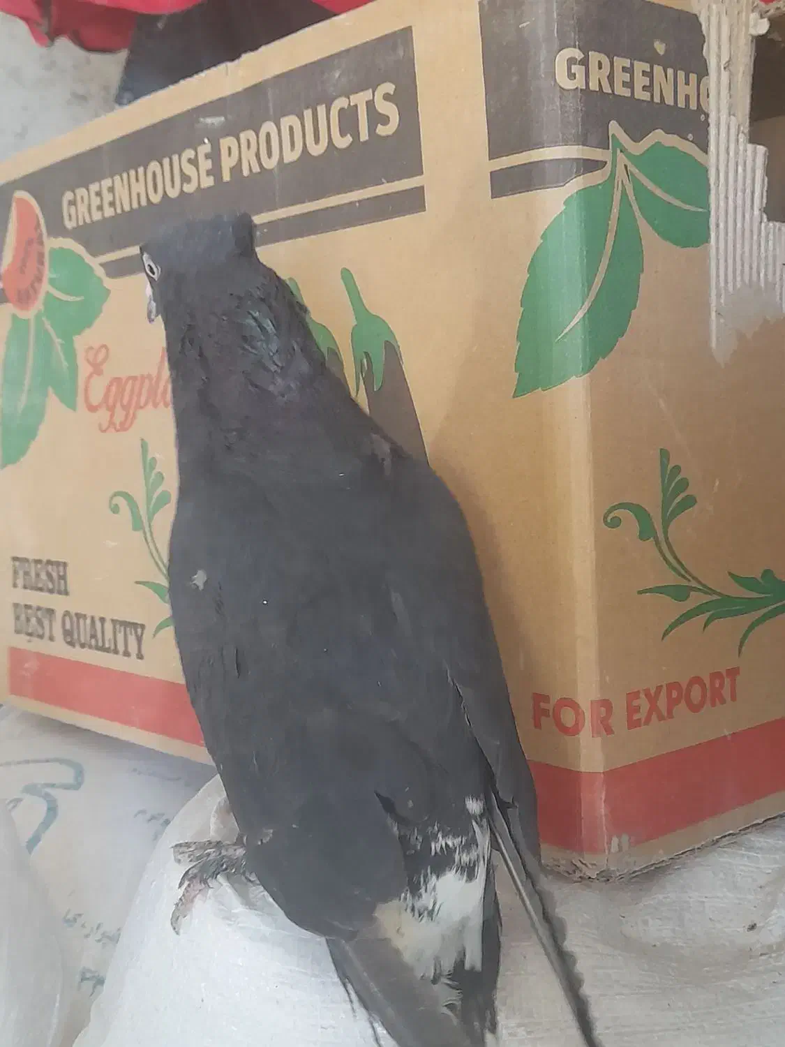 کفتر|پرنده|شیراز, شهرک مهدی‌آباد|دیوار