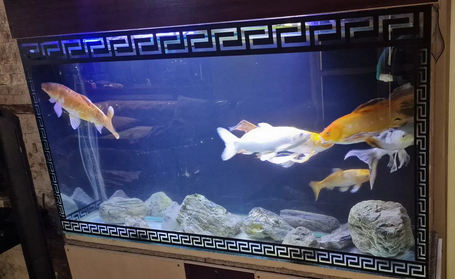 ماهی کوی|ماهی|تهران, نصرت|دیوار