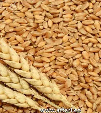 گندم فروشی|خوردنی و آشامیدنی|جلگه ماژان, |دیوار