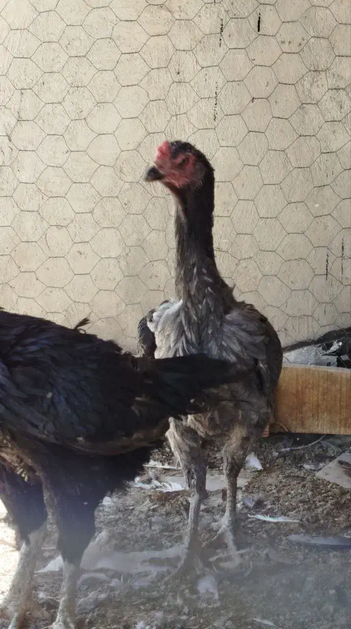 مرغ و خروس لاری اوشامو|حیوانات مزرعه|باغ بهادران, |دیوار