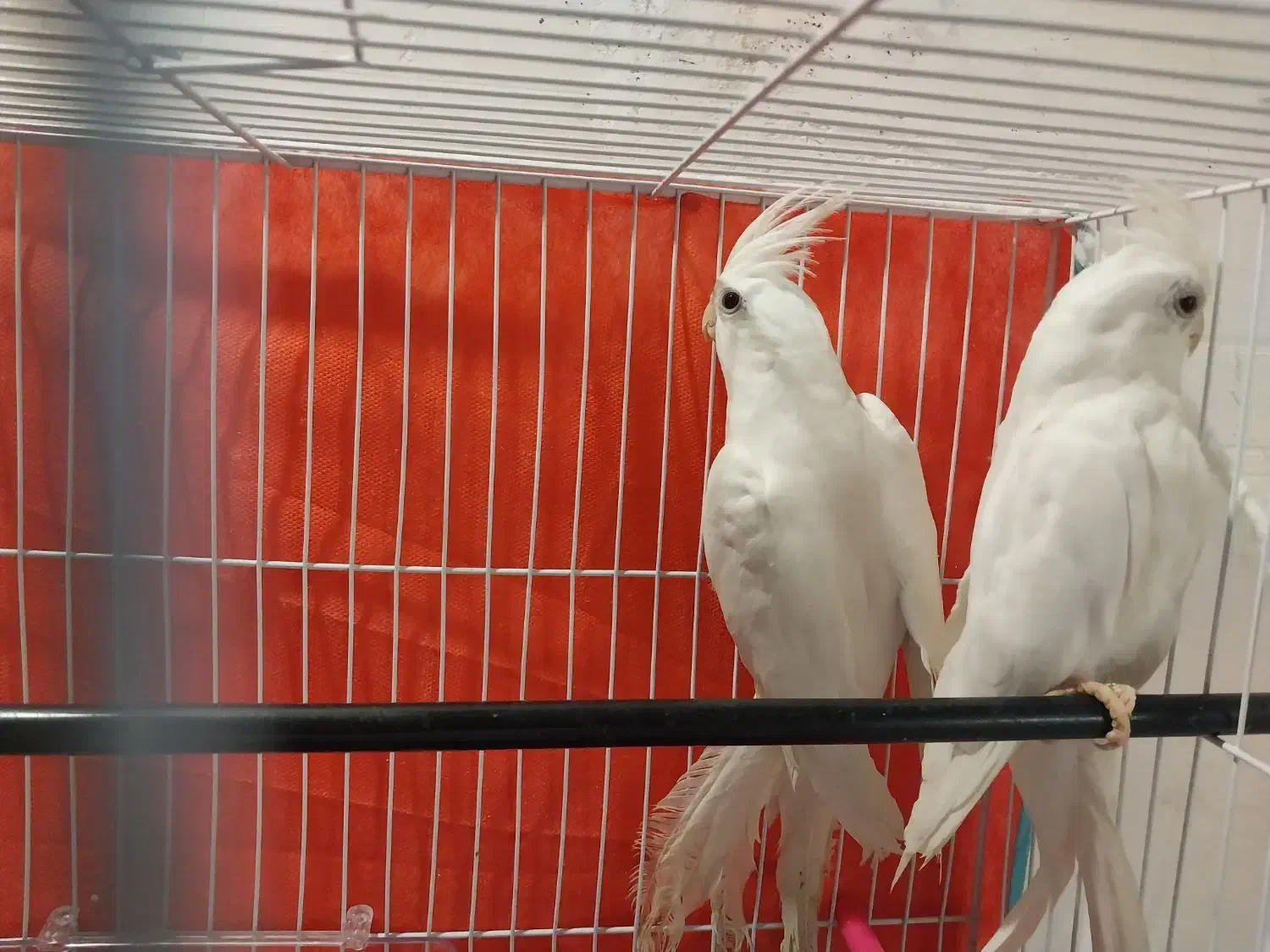 عروس هلندی(البینو)|پرنده|مشهد, امام خمینی|دیوار