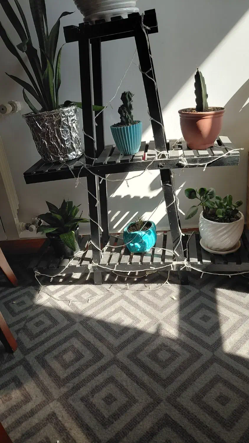 استند گل|گل و گیاه طبیعی|رشت, منظریه|دیوار