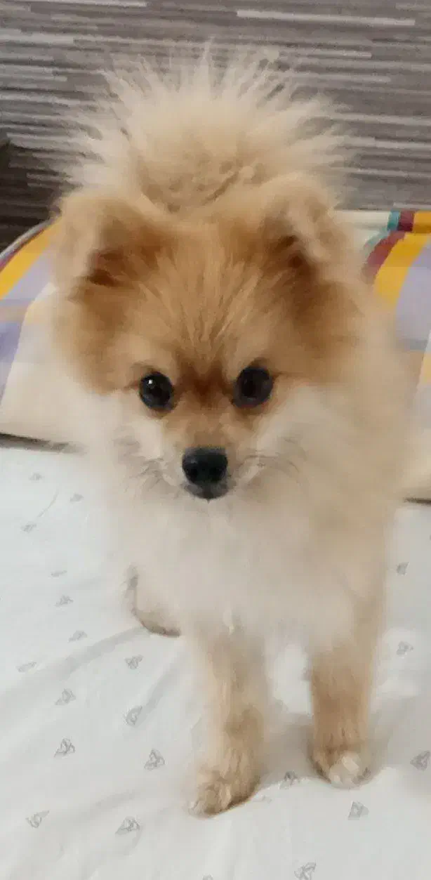 سگ پامرین|سگ|تهران, تهرانپارس شرقی|دیوار