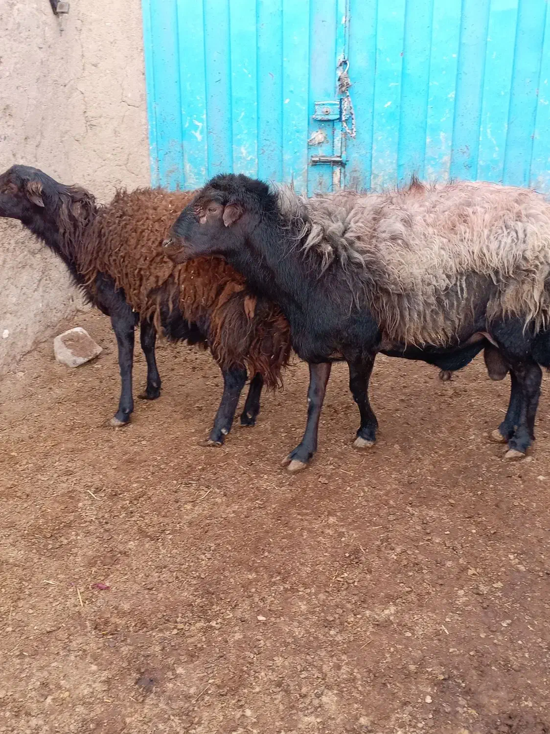 قوچ‌ و بره قوچی افشاری)شیشک کاوور میش بز‌‌ بزغاله|حیوانات مزرعه|تربت‌حیدریه, پایانه مسافربری تربت حیدریه|دیوار