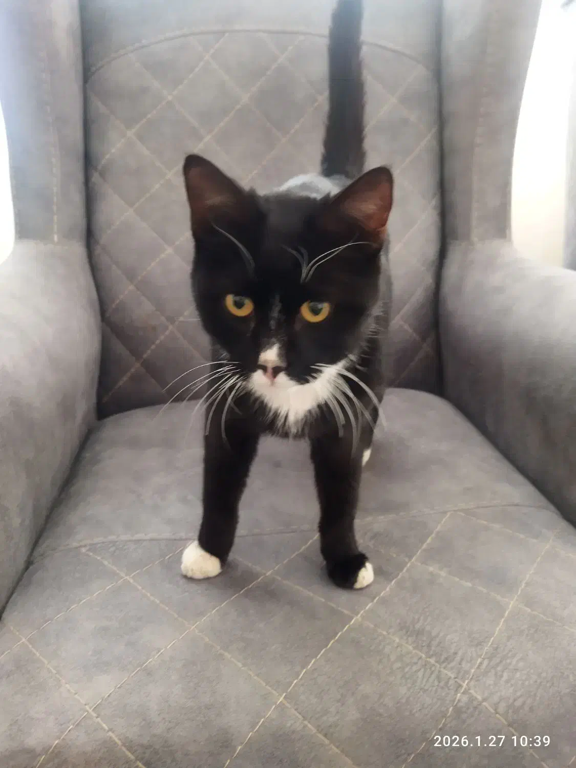 گربه پیدا شده|حیوانات|شیروان (خراسان), |دیوار