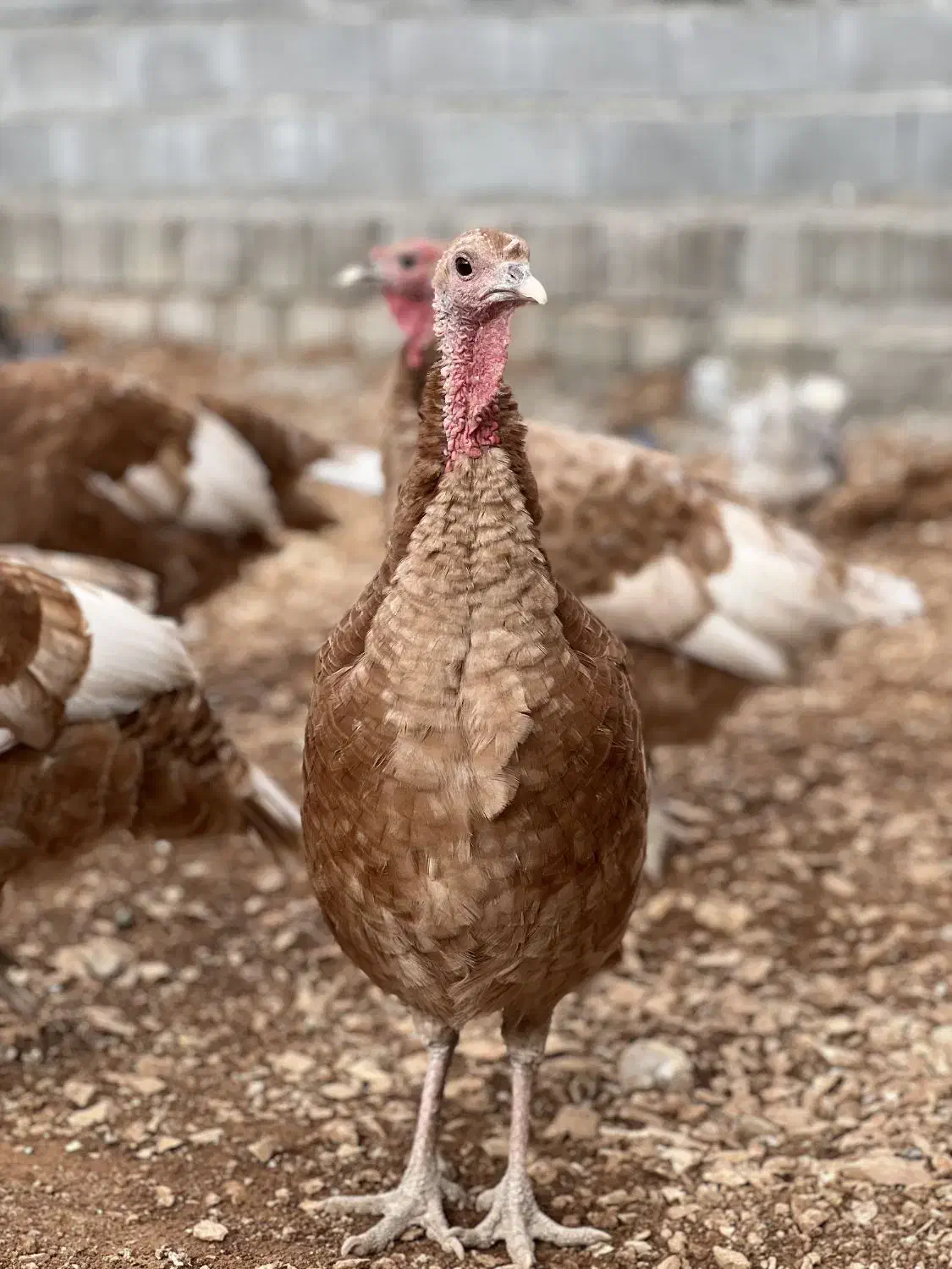 بوقلمون|حیوانات مزرعه|سرپل ذهاب, |دیوار