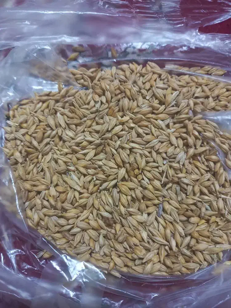 جو ...ذرت|عمده‌فروشی|اهواز, کوی طلاب|دیوار