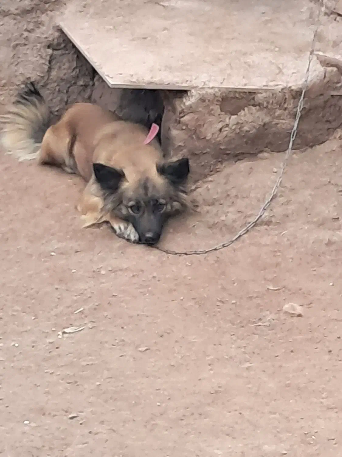 پاکوتاه|سگ|نیشابور, مازول|دیوار