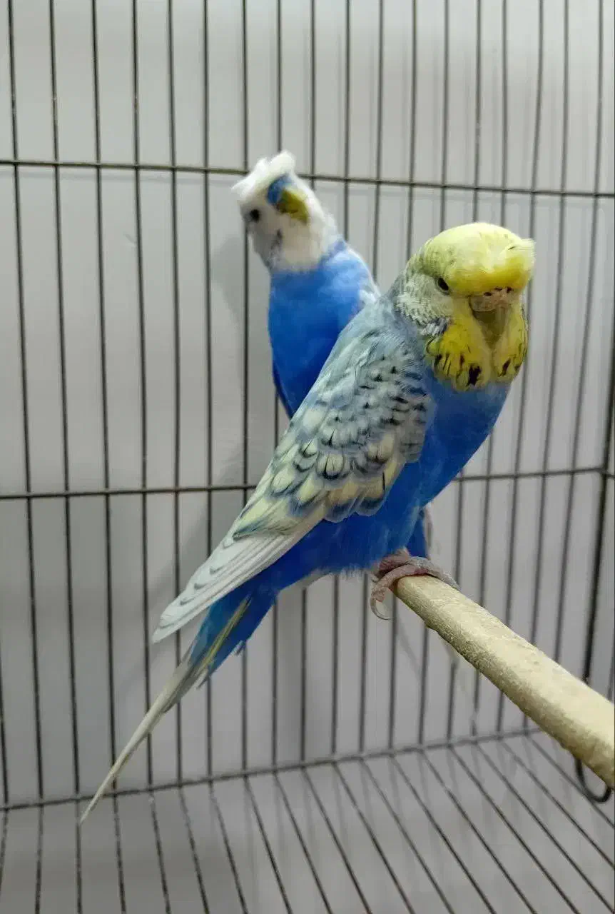 مرغ عشق مولد درجه 1 با جوجه فروش فوری|پرنده|نوشهر, |دیوار