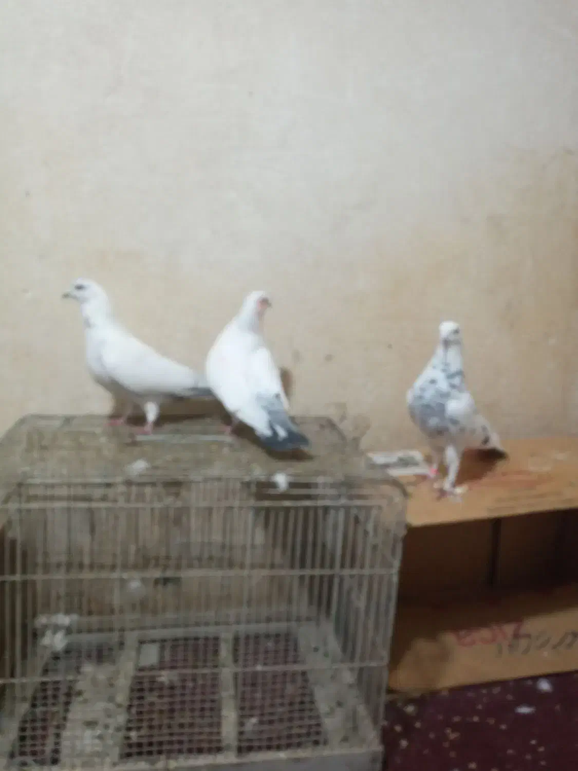 باسلام ۳عددکبوتر|پرنده|بروجرد, |دیوار