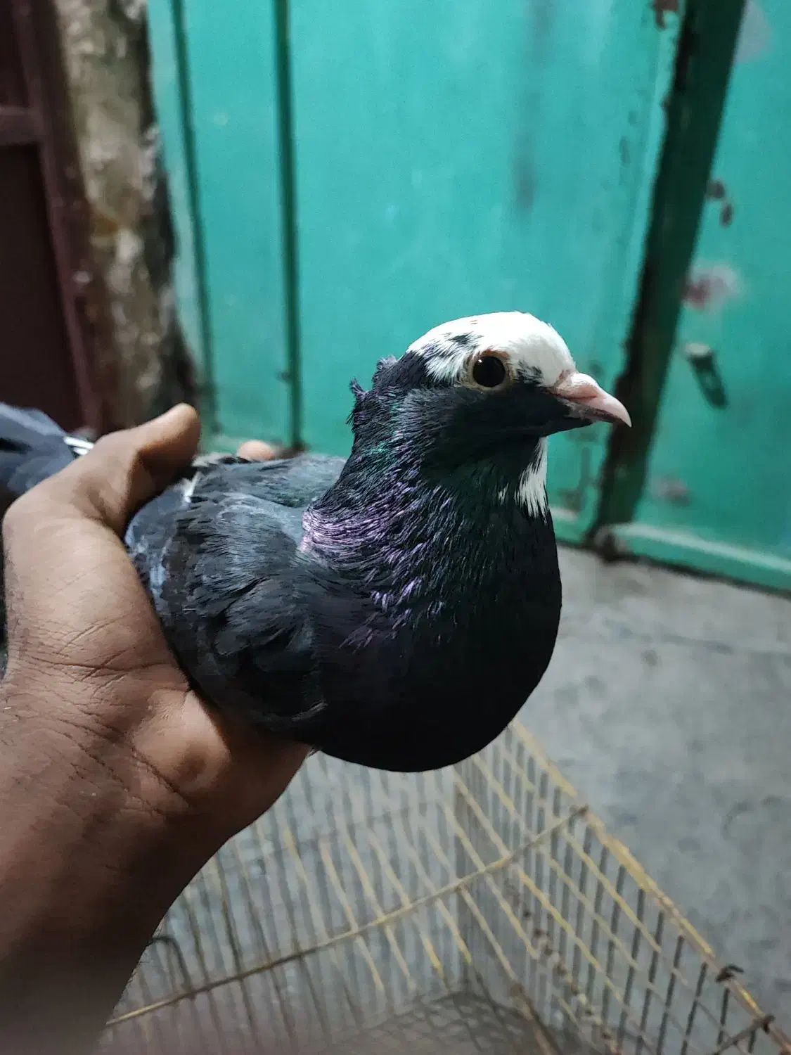 کبوتر شازده|پرنده|بندرعباس, |دیوار