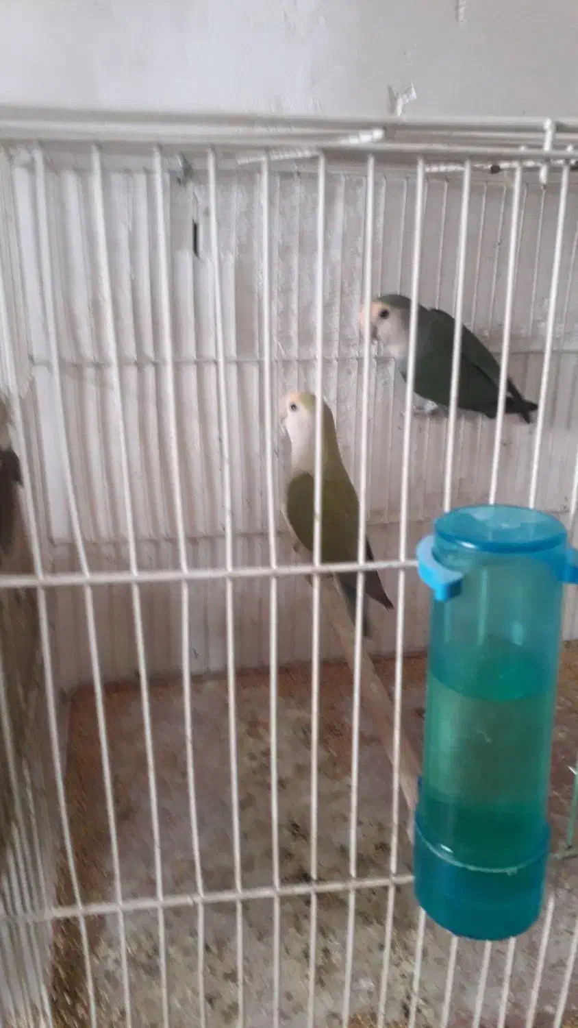 طوطی برزیلی|پرنده|زنجان, |دیوار