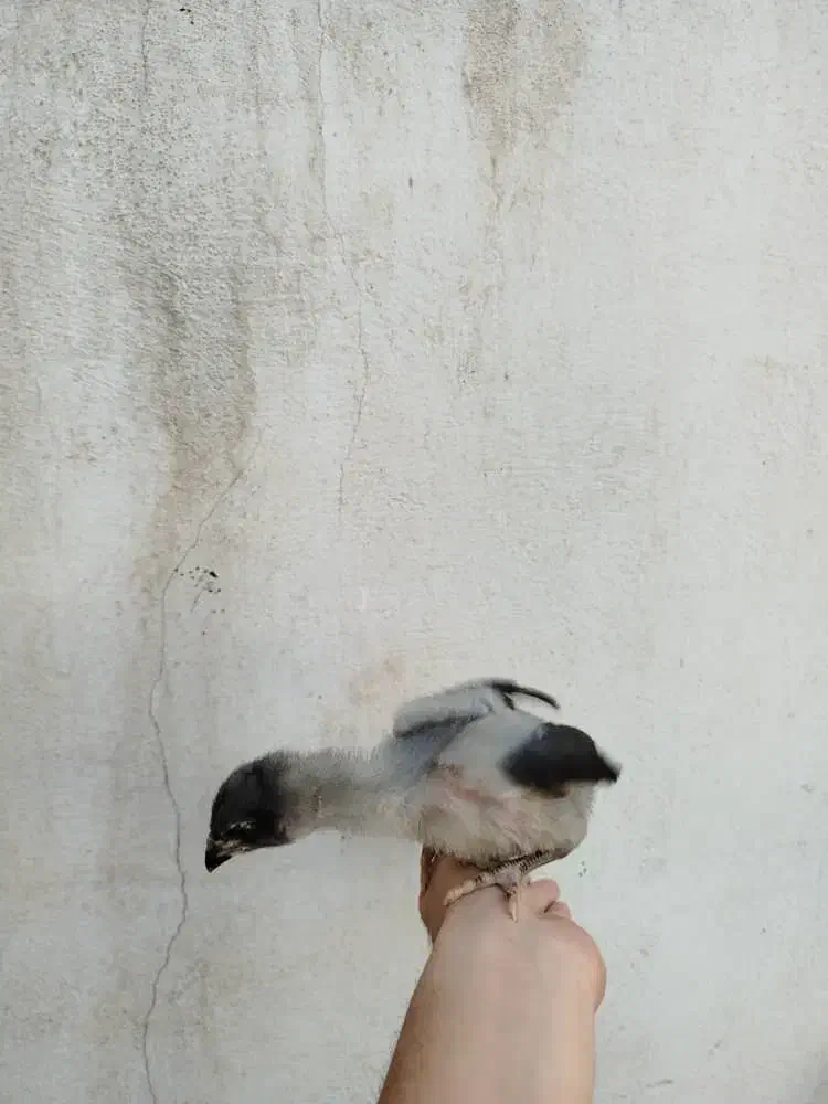 جوجه لاری اصیل|حیوانات مزرعه|باغستان, |دیوار