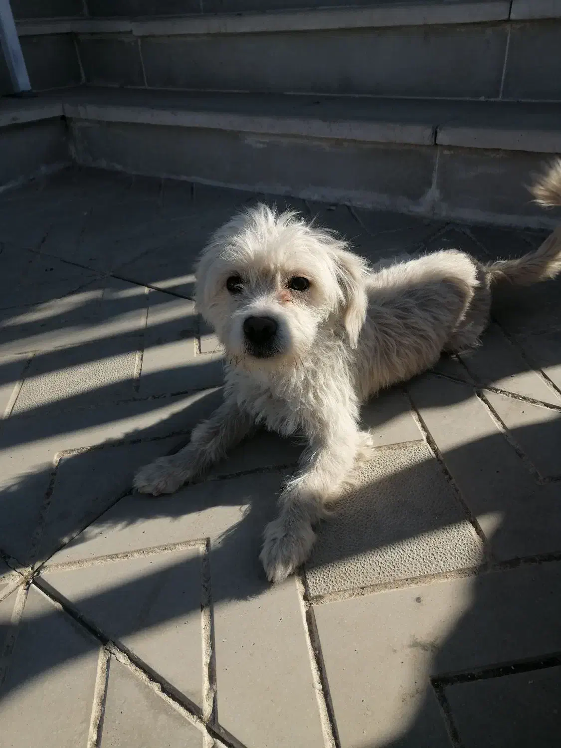 توله سگ|سگ|آبسرد, |دیوار