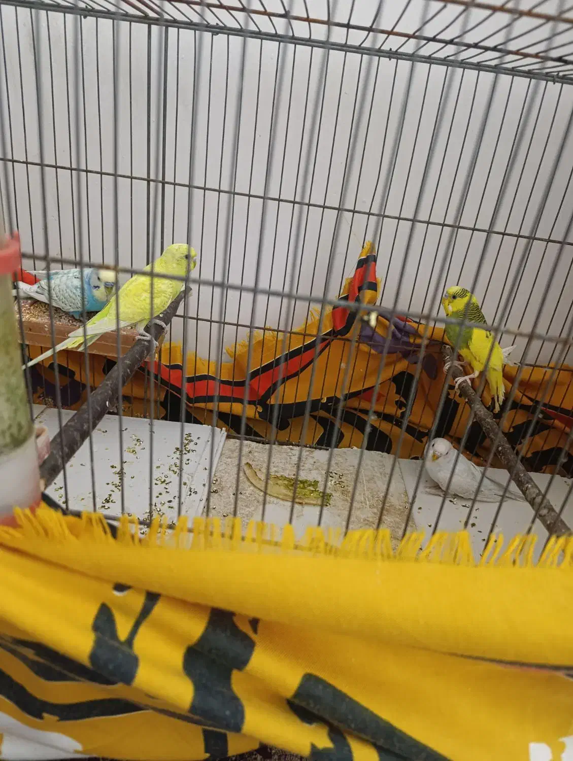 مرغ عشق|پرنده|لامرد, |دیوار