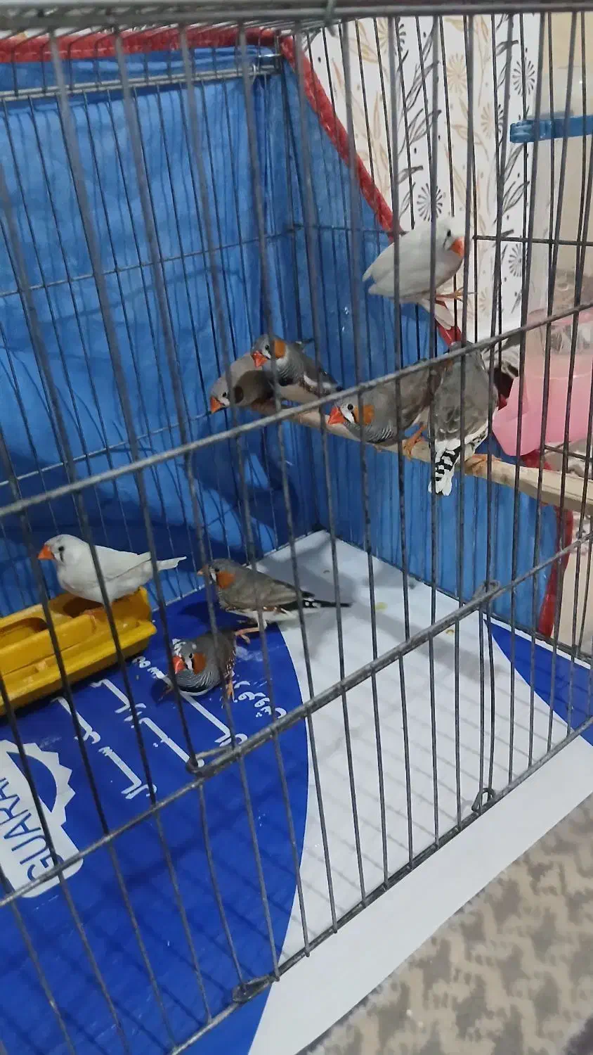 فنچ|پرنده|کرمان, |دیوار