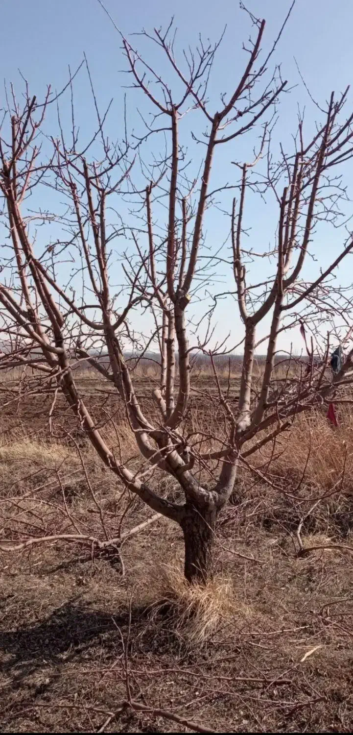 هرس هرس باغبانی|خدمات باغبانی و درختکاری|بهار, |دیوار