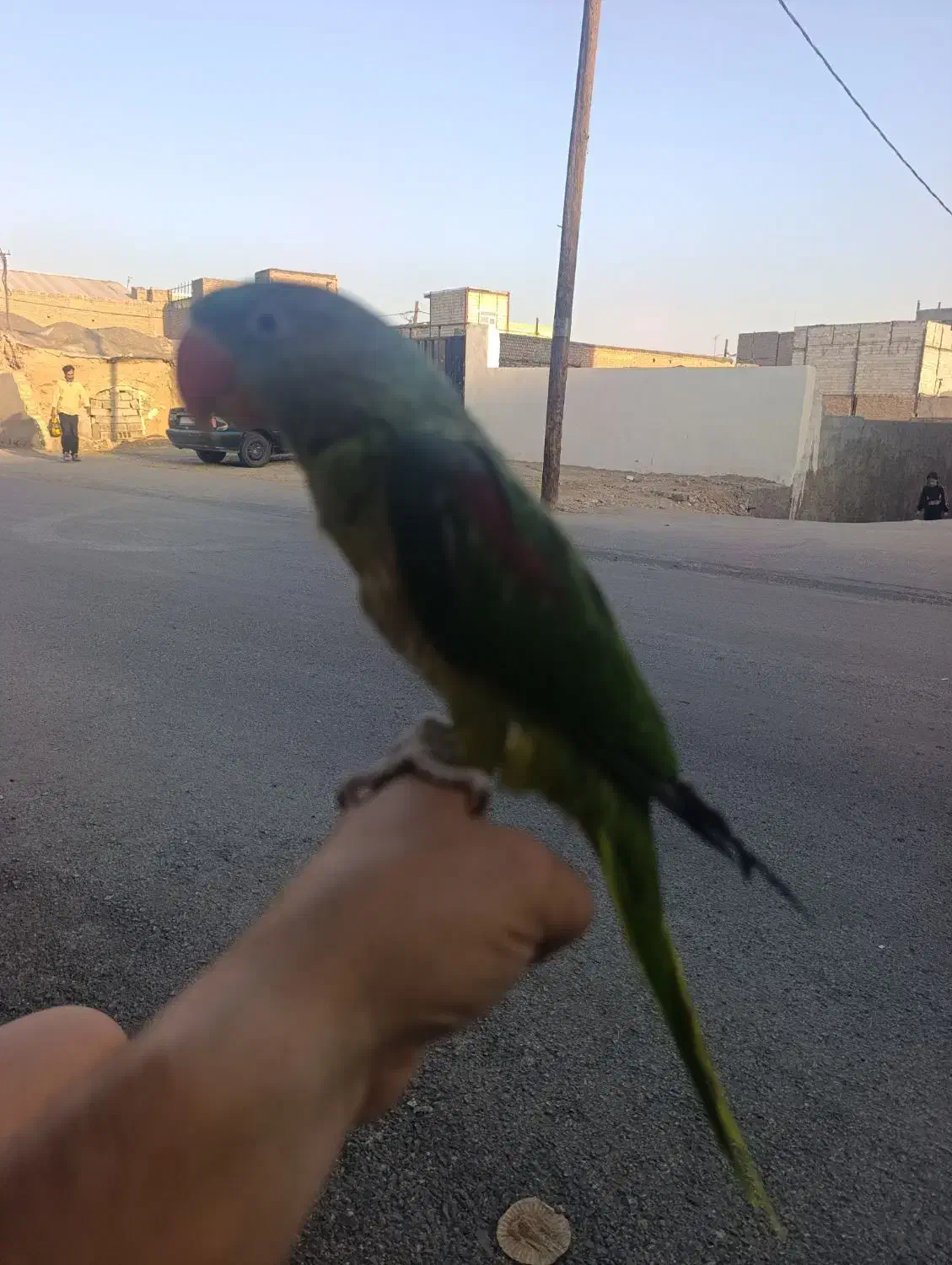 شاه طوطی|پرنده|ساوه, |دیوار
