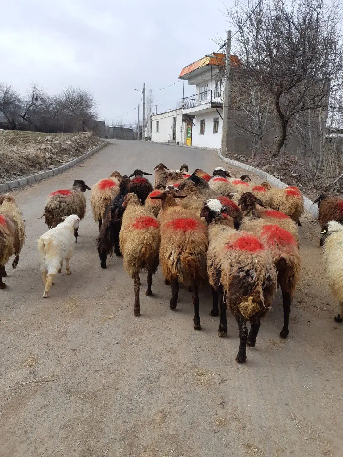 ۲۰راس گوسفندداشتی یکی بره دارمابقی آبستن مایه کردن|حیوانات مزرعه|کنگاور, |دیوار