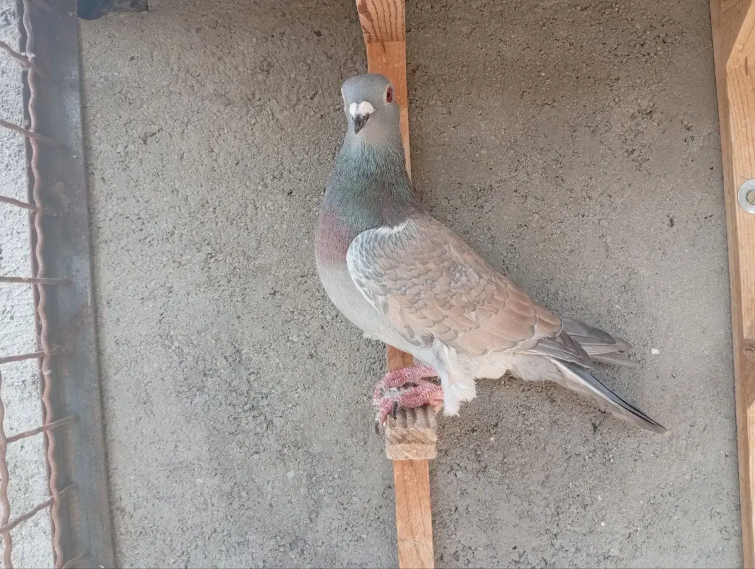 کفتر کبوتر رنگه آلمانی پرشی جفتگاه|پرنده|مشهد, بلال|دیوار