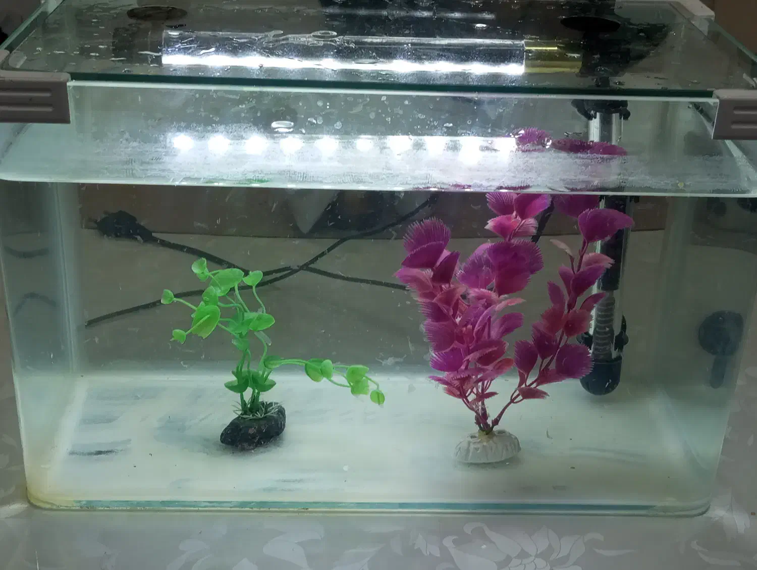 اکواریوم شرکتی، معاوضه هم میکنم|ماهی|خرمشهر, |دیوار