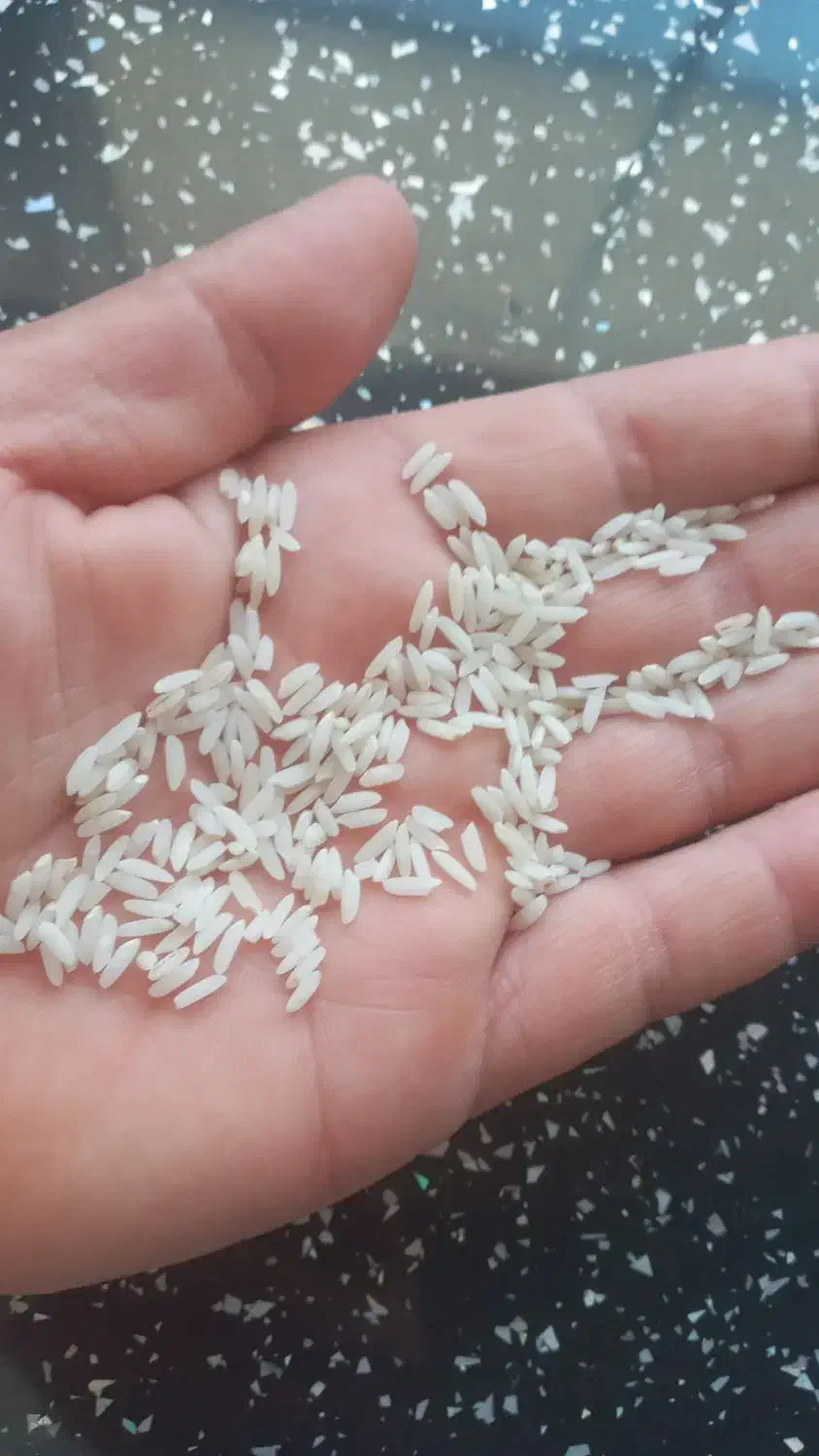 برنج محلی|خوردنی و آشامیدنی|دورود, |دیوار